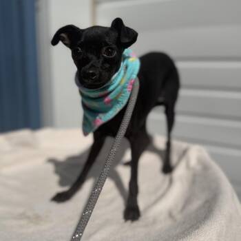 Poppi -  Chihuahua and Mixed Breed Dog for Adoption in Newberg, Oregon - Poppi | PetCurious