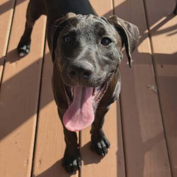 Luna Sky -  Catahoula Leopard Dog and Labrador Retriever Dog for Adoption in Corpus Christi, Texas - Luna Sky | PetCurious