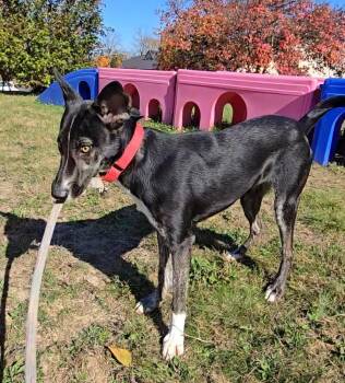 Willow -  Shepherd Dog for Adoption in Kalamazoo, Michigan - Willow | PetCurious