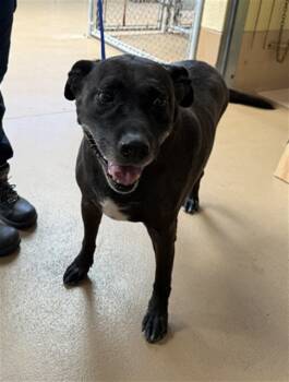 Rescue Labrador Retriever and Mixed Breed Dogs for Adoption in Chula Vista, California - MILLIE | PetCurious