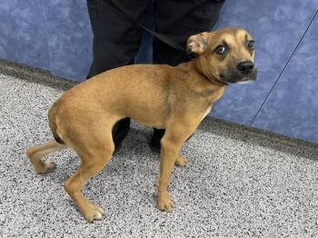 Mixed Breed Dogs Available for Adoption in Palmetto, Florida - A136520 | PetCurious