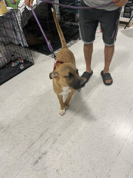 Rescue German Pinscher and Black Mouth Cur Dogs for Adoption in Lancaster, California - Jill Spotty | PetCurious