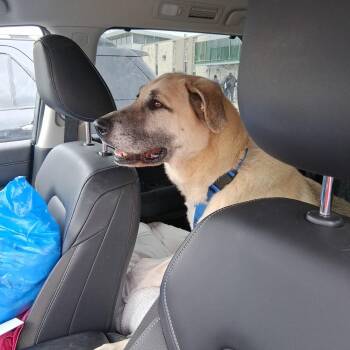 Anatolian Shepherd and Great Pyrenees Dogs Available for Adoption - Hunter | PetCurious