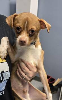 Bill -  Chihuahua Dog for Adoption in Evansville, Indiana - Bill | PetCurious