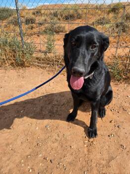 Nara -  Black Labrador Retriever and Labrador Retriever Dog for Adoption in Roosevelt, Utah - Nara | PetCurious