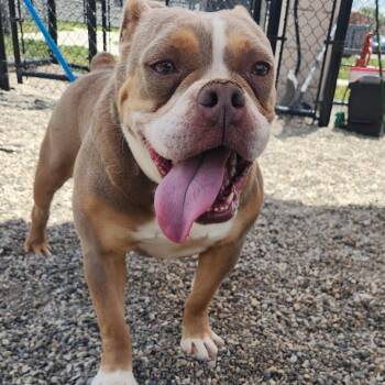 Christina Waguilera -  English Bulldog and Mixed Breed Dog for Adoption in Fort Wayne, Indiana - Christina Waguilera | PetCurious