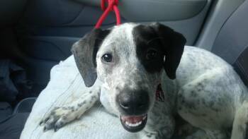 Rescue Australian Cattle Dog Blue Heeler Dogs for Adoption in Wantagh, New York - Dakota | PetCurious