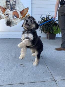 Sage -  Australian Shepherd and Mixed Breed Dog for Adoption in Fergus Falls, Minnesota - Sage | PetCurious