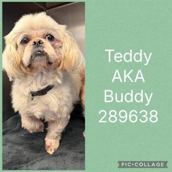 TEDDY AKA BUDDY BOLDEN -  Shih Tzu Dog for Adoption in Macon, Georgia - TEDDY AKA BUDDY BOLDEN | PetCurious