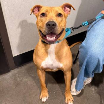 Rollow ( apollo ) -  Terrier Dog Available for Adoption in Tampa, Florida - Rollow ( Apollo ) | PetCurious