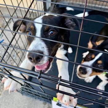 Willow -  Mixed Breed Dog for Adoption in Park Falls, Wisconsin - Willow | PetCurious