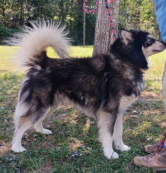 Lil Joker -  Husky and Alaskan Malamute Dog for Adoption in Maynardville, Tennessee - Lil Joker | PetCurious