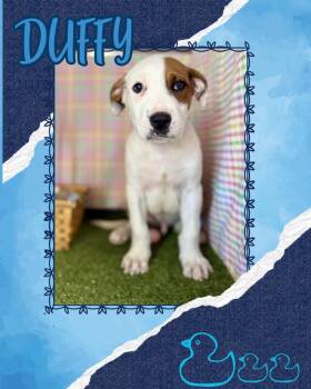 Pit Bull Terrier Dogs Available for Adoption in Hopkinsville, Kentucky - Duffy | PetCurious