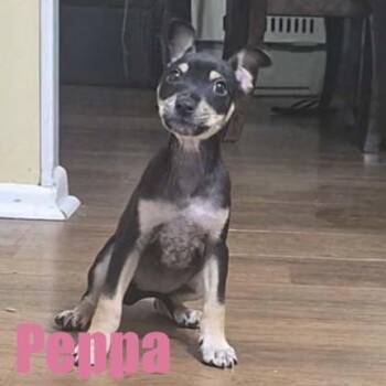 Peppa -  Terrier and Mixed Breed Dog for Adoption in Ellicott City, Maryland - Peppa | PetCurious