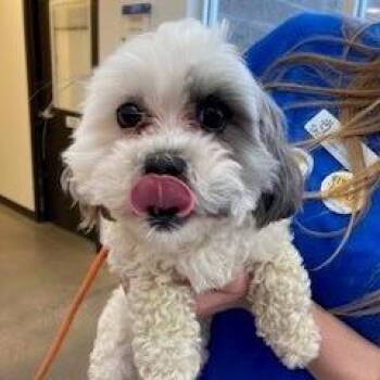 Shih Tzu Dogs Available for Adoption in York, Pennsylvania - YORK-Stray-15331 | PetCurious