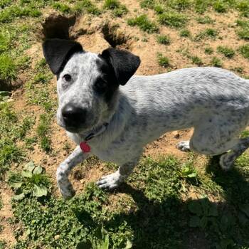 Mixed Breed Dogs Available for Adoption in Fredericksburg, Virginia - Gloriella | PetCurious