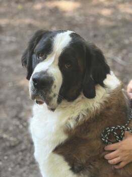 Hobo -  Saint Bernard and Mixed Breed Dog for Adoption in West Chester, Pennsylvania - Hobo | PetCurious