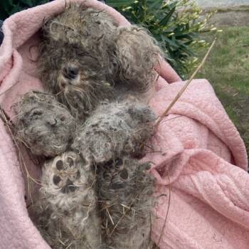 Rescue Poodle Dogs for Adoption in Pacific Grove, California - Phoenix | PetCurious