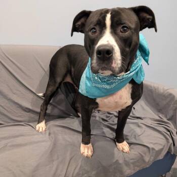 Jasmine -  Mixed Breed Dog for Adoption in Canal Winchester, Ohio - Jasmine | PetCurious