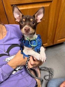 Odie -  Chihuahua and Dachshund Dog for Adoption in Trenton, New Jersey - Odie | PetCurious