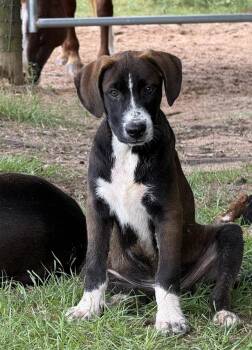 Tracker -  Mixed Breed Dog for Adoption in Brookshire, Texas - Tracker | PetCurious
