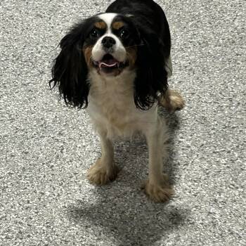 Polly -  Cavalier King Charles Spaniel Dog for Adoption in Antwerp, Ohio - Polly | PetCurious