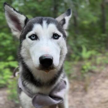 Icee -  Siberian Husky Dog for Adoption in Hinesville, Georgia - Icee | PetCurious