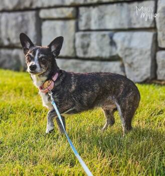 Siren -  Chihuahua Dog for Adoption in Spokane, Washington - Siren | PetCurious