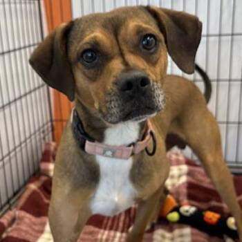 Luke -  Mixed Breed Dog for Adoption in Bentonville, Arkansas - Luke | PetCurious