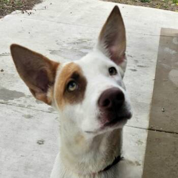 Sugar -  Terrier and Mixed Breed Dog for Adoption in Corpus Christi, Texas - Sugar | PetCurious