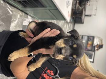 Hope -  Rottweiler Dog for Adoption in Welling, Oklahoma - Hope | PetCurious