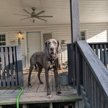 Great Dane Dogs Available for Adoption in Bullard, Texas - Grace | PetCurious