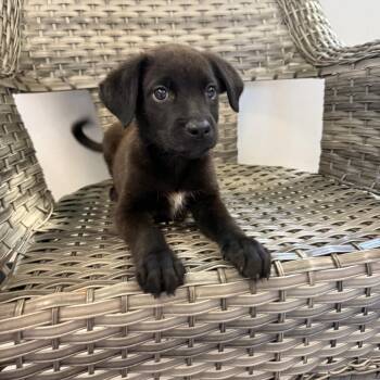 Oliver -  Mixed Breed Dog for Adoption in Ponca City, Oklahoma - Oliver | PetCurious
