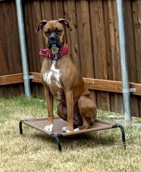 Boxer Dogs Available for Adoption - Cyrus | PetCurious