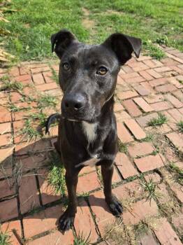 Rescue Labrador Retriever Dogs for Adoption in Scott, Louisiana - Smokey | PetCurious
