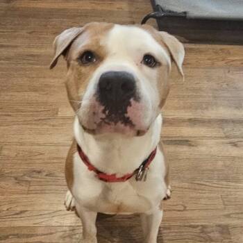 Rescue Pit Bull Terrier Dogs for Adoption in Manchester, Pennsylvania - Mistro (now Rocky) | PetCurious