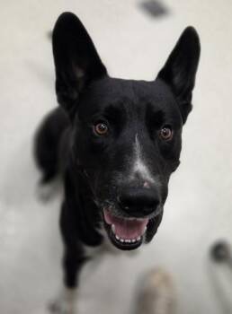 Alpha -  Shepherd and Mixed Breed Dog for Adoption in Honolulu, Hawaii - Alpha | PetCurious