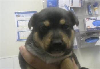 Australian Cattle Dog Blue Heeler Dogs Available for Adoption - SHIRO | PetCurious