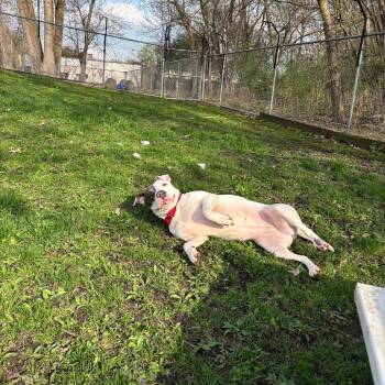 Sweet Pea -  Pit Bull Terrier and Mixed Breed Dog for Adoption in Milan, Illinois - Sweet Pea | PetCurious