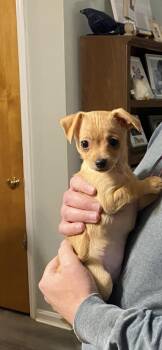 Chihuahua Dogs Available for Adoption - Pixie | PetCurious