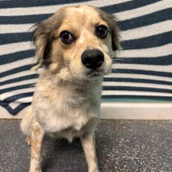 Terrier Dogs Available for Adoption in Fresno, California - Giggles | PetCurious