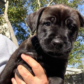 Pointer and Retriever Dogs Available for Adoption - Tigger | PetCurious