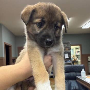 Blk Mask Female -  Mixed Breed Dog for Adoption in Montgomery, Texas - Blk Mask Female | PetCurious