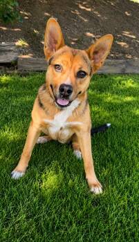 German Shepherd Dog and Cattle Dog Dogs Available for Adoption in Pleasant Hill, California - Clyde | PetCurious