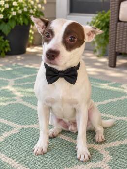 Rimmy -  Jack Russell Terrier Dog for Adoption in Crosby, Texas - Rimmy | PetCurious