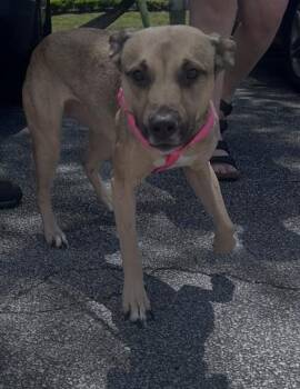 Shepherd and Mixed Breed Dogs Available for Adoption in Daytona Beach, Florida - Lavender - 1 | PetCurious