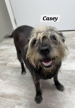 Casey -  Labrador Retriever and Schnauzer Dog for Adoption in Urbana, Ohio - Casey | PetCurious