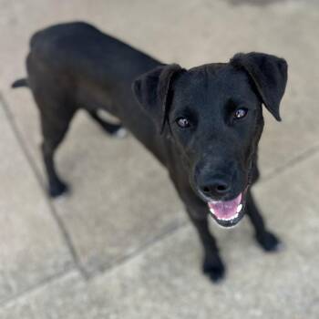 Mixed Breed Dogs Available for Adoption in Brownsboro, Alabama - Koda | PetCurious