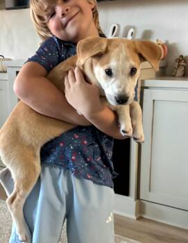 Skipper -  Mixed Breed Dog for Adoption in Corpus Christi, Texas - Skipper | PetCurious