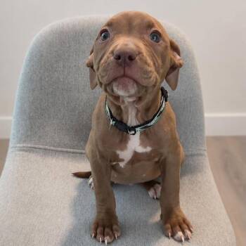 Chestnut -  Pit Bull Terrier and American Staffordshire Terrier Dog for Adoption in Tampa, Florida - Chestnut | PetCurious